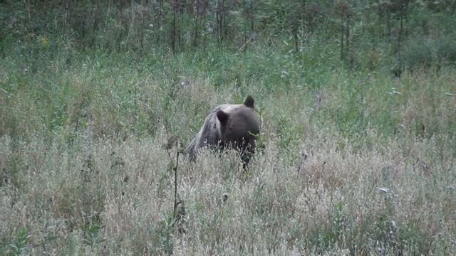 Медведь на овсах "Беркут-С" смотреть онлайн
