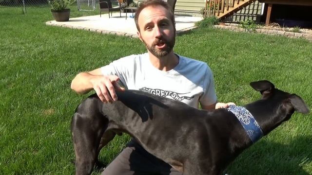 Greyhound Weight [2.9] смотреть онлайн