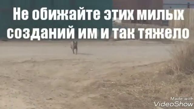 СОЦИАЛЬНЫЙ РОЛИК ~ НЕ ПРОХОДИТЕ МИМО, ВЫ МОЖЕТЕ СПАСТИ ЧЬЮ ТО ЖИЗНЬ!! ПОМОГИТЕ БЕЗДОМНЫМ ЖИВОТНЫМ!! смотреть онлайн