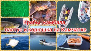 Рыбалка на Камчатке: Камчатские крабы, палтус, камбала, терпуг, навага и корюшка - разом !