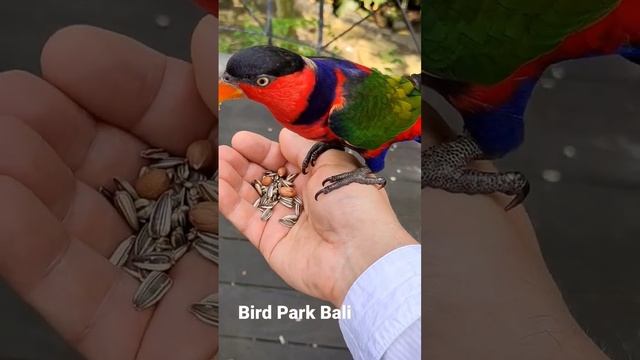 Bird Park Bali Indonesia кормление в парке птиц на острове Бали смотреть онлайн