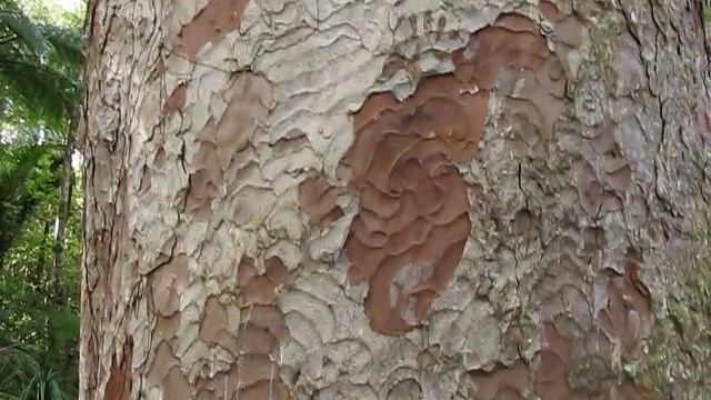 Kauri Tree, New Zealand. Агатис южный, Н. Зеландия (327sp)