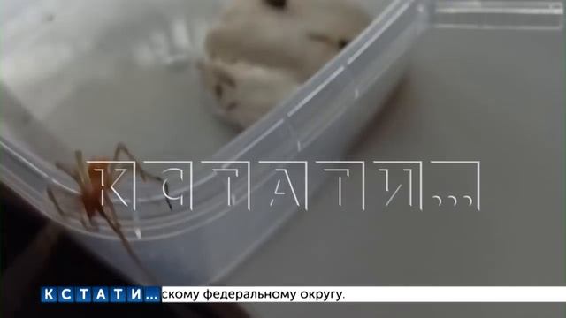 Ядовитые пауки неизвестно откуда появились в Балахне