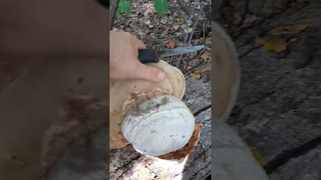 трутовик смотреть онлайн