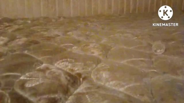 Reviewables: Fruit Shoot смотреть онлайн