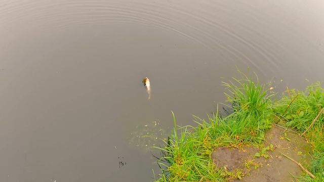 Съемка на Akaso V50x. На рыбалке