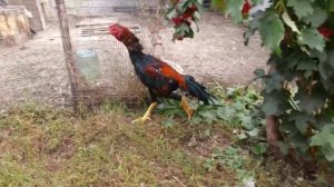 петух шамо / shamo