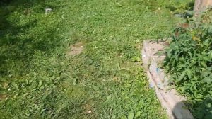 почему куры несут яйца с тонкой скорлупой?