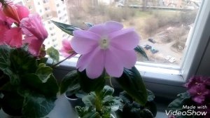 БАЛЬЗАМИН НОВОГВИНЕЙСКИЙ УХОД. Новичкам! /Моя ошибка в уходе! / Мой крошка бальзамин цветёт!!