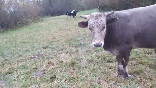 Быки остались без сочных кормов смотреть онлайн