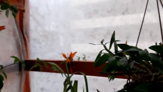 CUÁLES SON LAS BELLAS ESPECIES DE ORQUÍDEAS QUE FLORECEN EN PLENO INVIERNO EN EL HEMISFERIO SUR смотреть онлайн