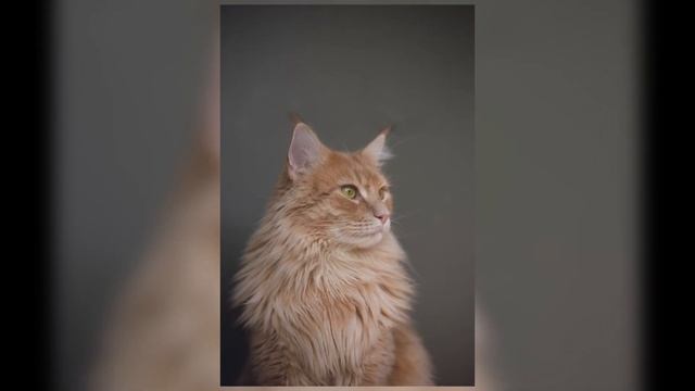 Польза Котов Для Здоровья. КАКАЯ ПОЛЬЗА ОТ КОШКИ ДЛЯ ЧЕЛОВЕКА? Спасение Котенка. КОТЁНОК ИЩЕТ ДОМ смотреть онлайн