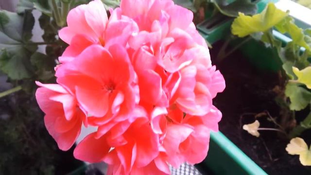 Pelargonie (Pelargonium L'Hér.) смотреть онлайн
