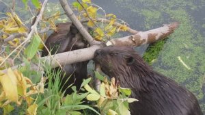 2 бобра грызут упавшее дерево в пруду.mp4