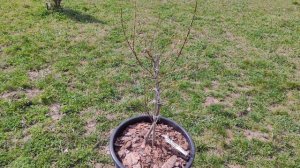 Посадки новых кустов / Ива Хакуро Нишики