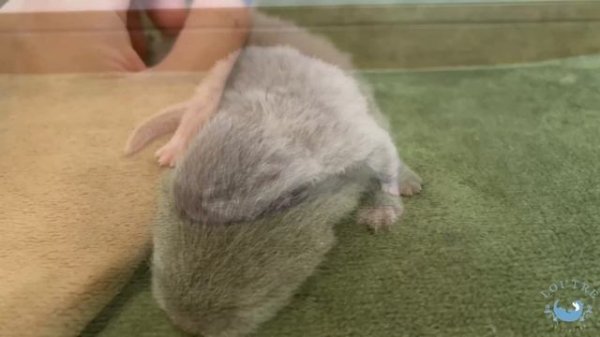 Otter Shows Off Her Baby