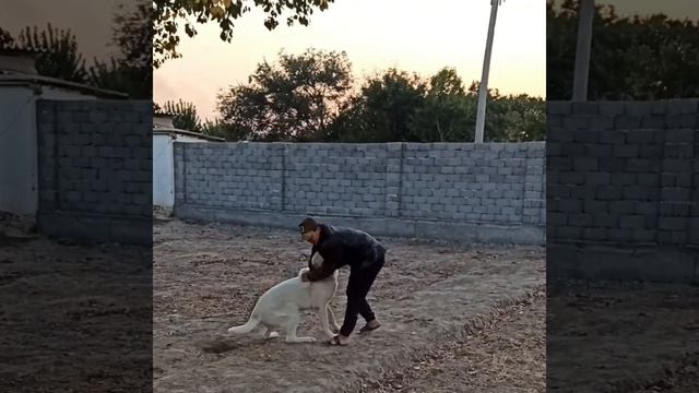 Алабай : ВАРОН Узбекская собака Барон тренируется. Yangiyer alabayi смотреть онлайн