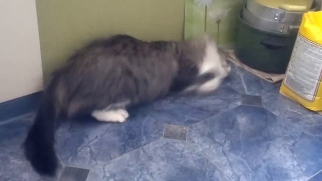 Кошка сходит с ума)