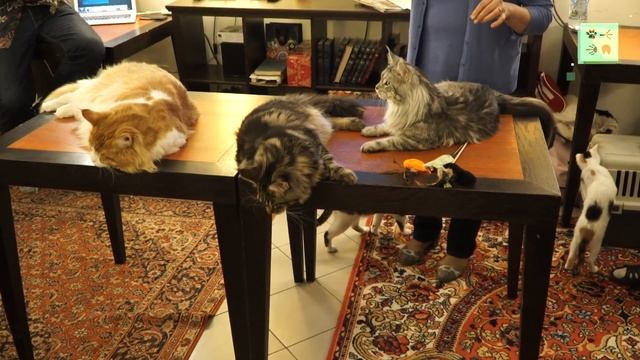 Мейн-куны – самые большие домашние кошки смотреть онлайн