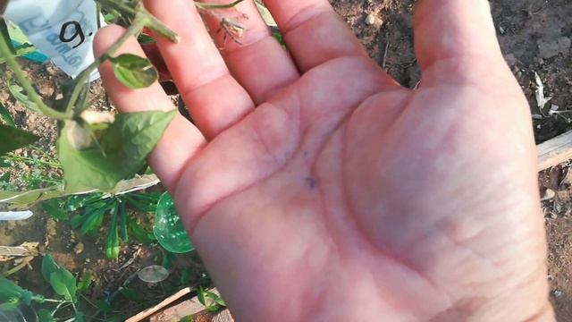 Коллекционные сорта - Восставший звездный истребитель прайм и Бифштекс Марши. смотреть онлайн