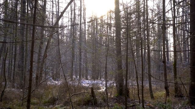 Поход выходного дня|Готовим на костре|Лес, природа|Weekend hike|Cooking on a campfire|Forest, natur смотреть онлайн