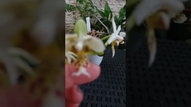 Orkidea phalaenopsis Stuartiana Sogo botanika смотреть онлайн