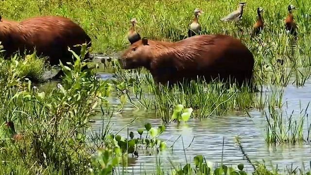 Капибара. Самый большой и милый грызун в мире смотреть онлайн