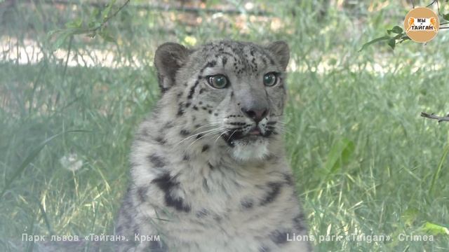Снежный барс гуляет по вольеру. Тайган. Snow Leopard walks through the aviary. Taigan смотреть онлайн