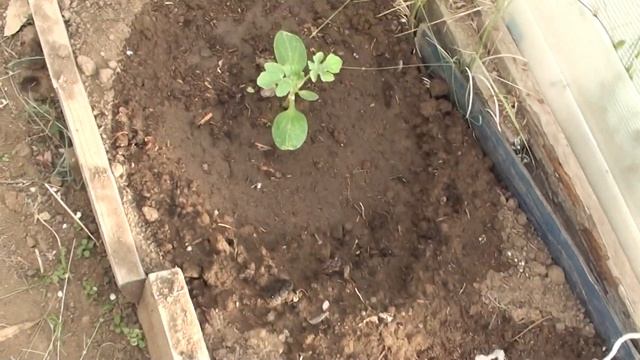 Высадил рассаду арбуза и дыни май 2020