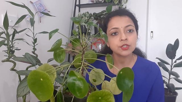 Pilea Peperomioides TOP 5 Problems And Fixes