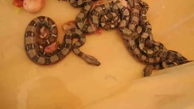 www.MyReptile.ru_ Наше разведение Boa Constrictor Imperator смотреть онлайн