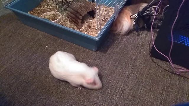 Страх и любопытство морской свинки смотреть онлайн