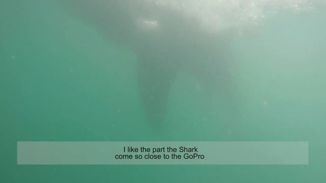 How to take Video of the Great White Shark Underwater смотреть онлайн