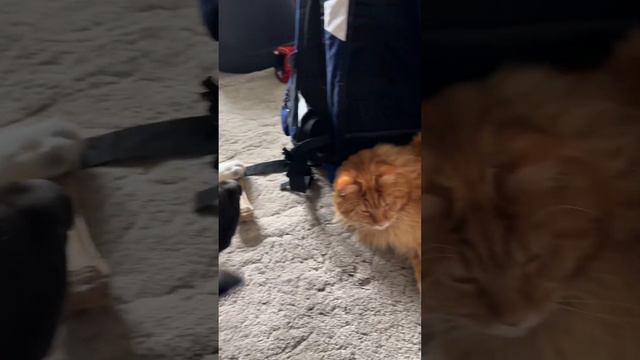 Американская Акита Молли, влог из жизни акиты, немного обо всем смотреть онлайн