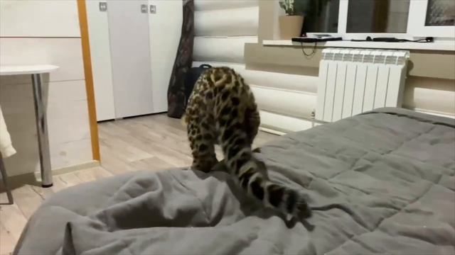 ВЫПУСК 75. Рэя. Стрижем когти ))) смотреть онлайн