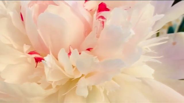 E. Дога ВАЛЬС ЦВЕТОВ. смотреть онлайн