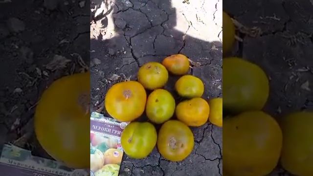 томат Чероки грин смотреть онлайн