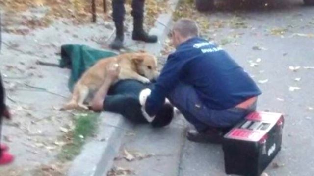 Пёс обнял парня лапами и не сдвинулся с места смотреть онлайн