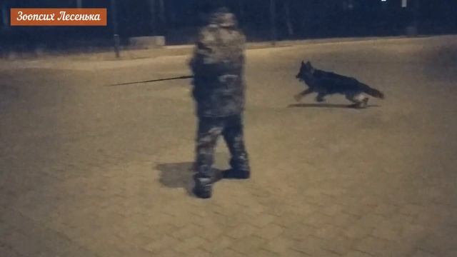 Поведение собаки дома и на улице. Две разные собаки. смотреть онлайн