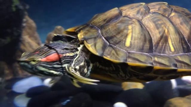 Черепахи плавают смотреть онлайн