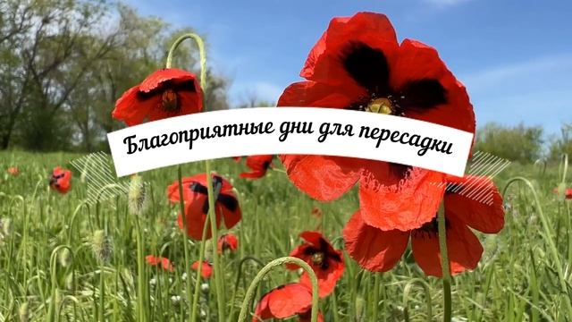 Лунный календарь комнатных растений на ИЮНЬ 2022. Благоприятные и неблагоприятные дни. смотреть онлайн