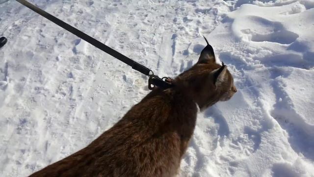 Как рысь домашняя (охотится) за котами и собаками/As a domestic lynx (hunts) for cats and dogs. смотреть онлайн
