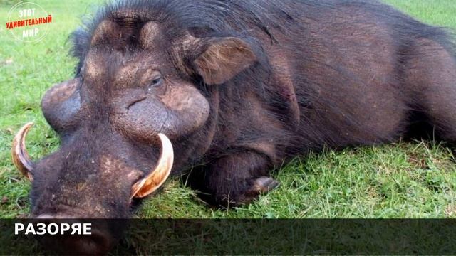 Большая Лесная Свинья: гигантский неадекват Африканского континента. Гоняет по Африке Гиен и Львов смотреть онлайн