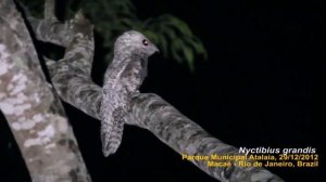 Исполинский козодой кричит