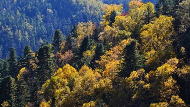 Сихотэ-Алинь последний оплот амурского тигра смотреть онлайн