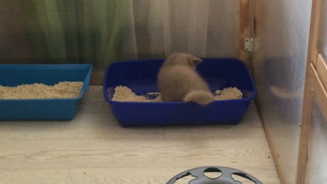 А с чем играют ваши котята?) смотреть онлайн