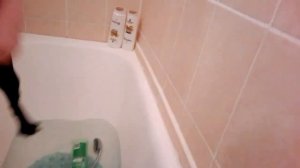 Как помыть кошку или Буря моется в ванной с шампунем