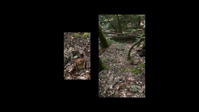 Мои белые грибы (boletus edulis) смотреть онлайн