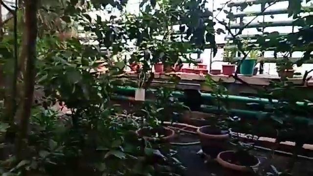 Алматы.Алматинский Ботанический сад. Оранжерея!что внутри оранжереи ? смотреть онлайн