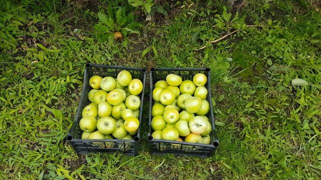 Яблоня ренет симиренка / Apple Renet simirenka / Яблоко ренет симиренко смотреть онлайн